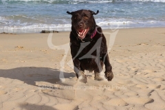 Retriever - Chocolate Labrador
