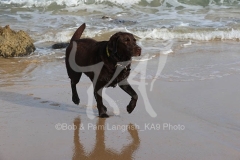 Retriever - Chocolate Labrador