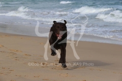Retriever - Chocolate Labrador