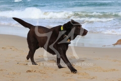 Retriever - Chocolate Labrador