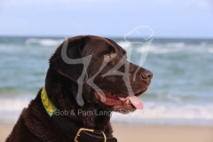 Retriever - Chocolate Labrador