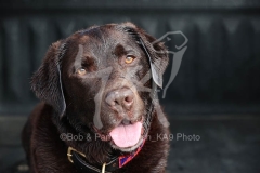 Retriever - Chocolate Labrador