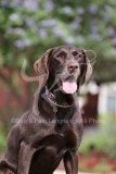 Retriever - Chocolate Labrador