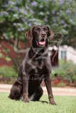 Retriever - Chocolate Labrador