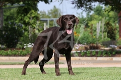 Retriever - Chocolate Labrador