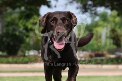 Retriever - Chocolate Labrador