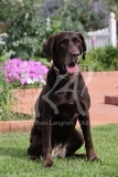 Retriever - Chocolate Labrador
