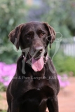 Retriever - Chocolate Labrador