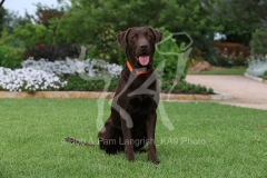 Retriever - Chocolate Labrador