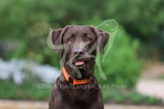 Retriever - Chocolate Labrador