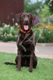 Retriever - Chocolate Labrador