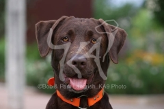 Retriever - Chocolate Labrador