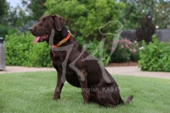 Retriever - Chocolate Labrador