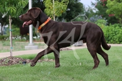 Retriever - Chocolate Labrador
