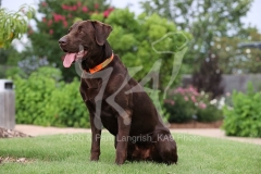 Retriever - Chocolate Labrador
