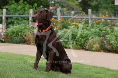 Retriever - Chocolate Labrador