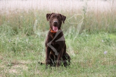 Retriever - Chocolate Labrador
