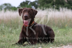 Retriever - Chocolate Labrador