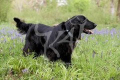 Retriever - Flat-coated