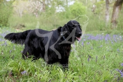 Retriever - Flat-coated