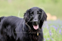 Retriever - Flat-coated