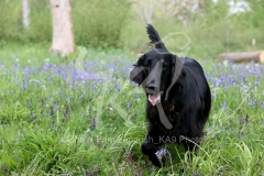 Retriever - Flat-coated