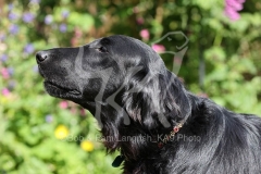 Retriever - Flat-coated