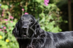 Retriever - Flat-coated