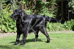 Retriever - Flat-coated