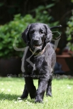 Retriever - Flat-coated