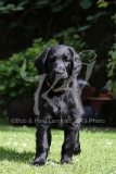 Retriever - Flat-coated