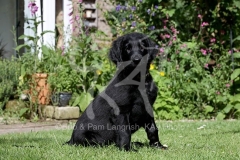 Retriever - Flat-coated