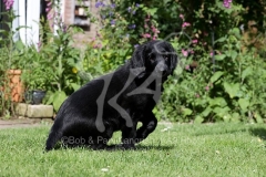 Retriever - Flat-coated