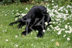 Retriever - Flat-coated