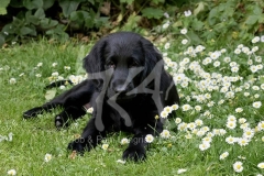 Retriever - Flat-coated