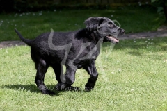 Retriever - Flat-coated