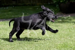 Retriever - Flat-coated