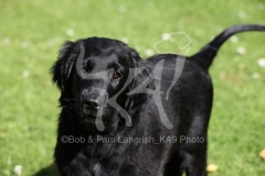 Retriever - Flat-coated