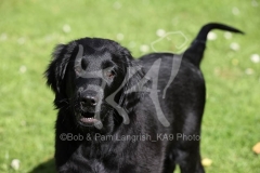 Retriever - Flat-coated