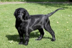 Retriever - Flat-coated