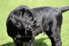 Retriever - Flat-coated