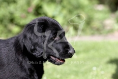 Retriever - Flat-coated