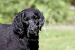 Retriever - Flat-coated