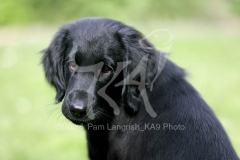 Retriever - Flat-coated