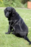 Retriever - Flat-coated