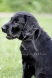 Retriever - Flat-coated