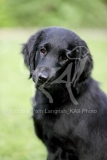 Retriever - Flat-coated