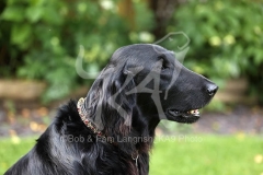 Retriever - Flat-coated