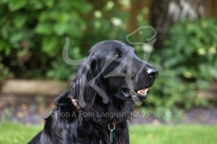 Retriever - Flat-coated