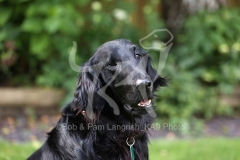 Retriever - Flat-coated
